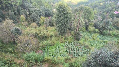 Mukteshwar House | Jaishnavi Homestay And Restaurant