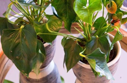 Salt Rock Apartment | Julia Joan One Bedroom