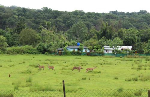 Naduvattam House | Jungle Homestay near Bandipur Mudumalai Masinagudi