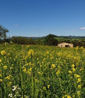 Montescudaio Apartment | Kaikna Podere Evolutivo