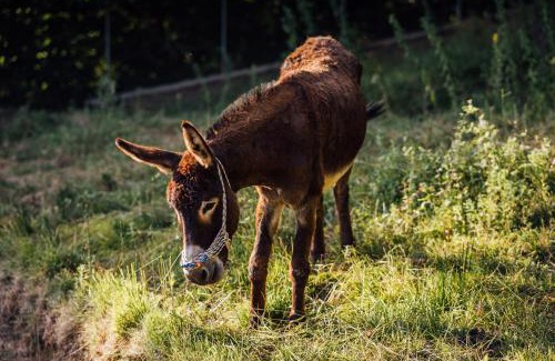 Volos House | Karaiskos Agritourism Farm