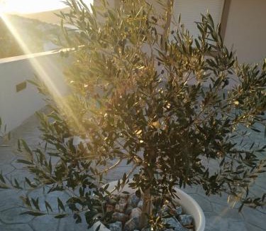 Steni Dirfyos Apartment | Katelia's Apartments