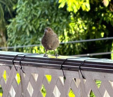 Malendure Apartment | Kaz à Zozio - F2 au calme à Bouillante