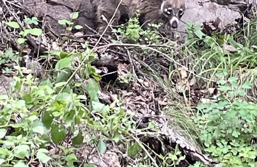 Pearce Bed & Breakfast | King bed room in a beautiful, well-established country inn on 14 forested acres.