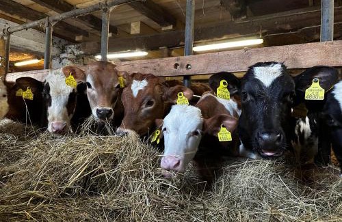 Aich House | Klöckhof