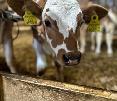 Aich House | Klöckhof