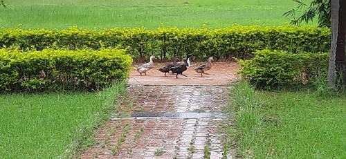 Kanker Villa | KP Cottages