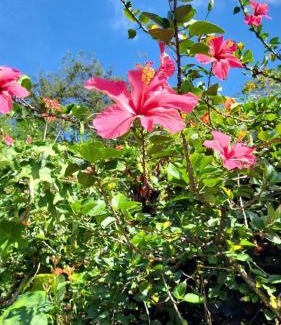 Malendure House | L'Eden Caraïbe