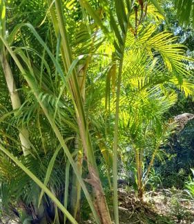 Malendure House | L'Eden Caraïbe