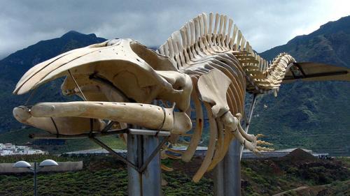 Los Silos Apartment | La Ballena Azul