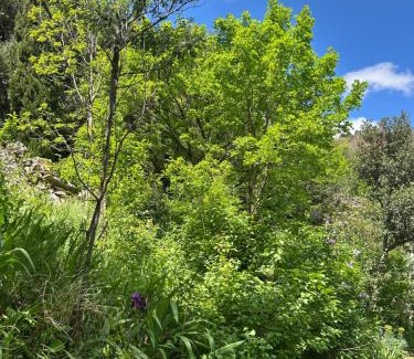 Saint-Vincent-d'Olargues House | La Bergerie