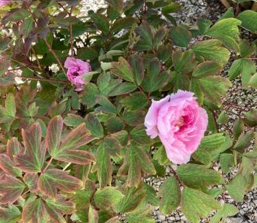 Ars-en-Re House | La Berrichonne