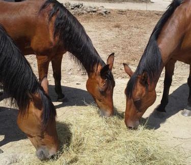 Santo-Pietro-di-Tenda House | La Canardiere