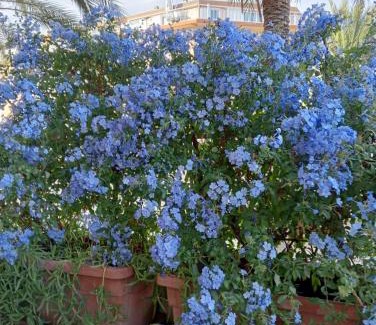 Bordighera House | La Casa di Emy