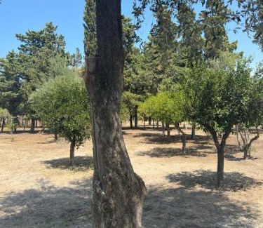 Palmi House | La casa di Giuliana