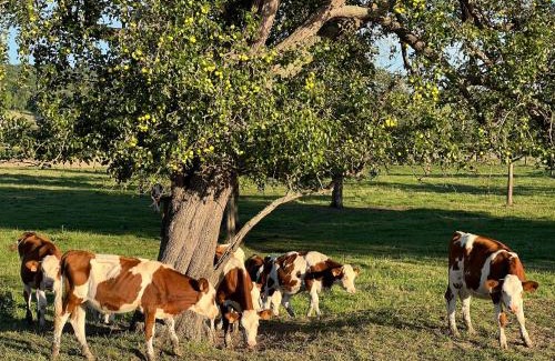Sahurs Apartment | La Cascade