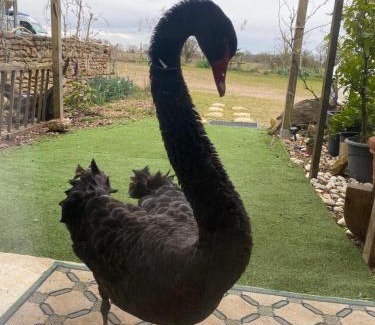 Saint-Maurice-la-Clouere House | La chambre solaire à la ferme