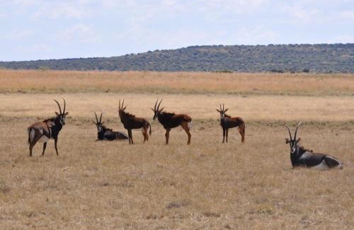 Danielskuil Bed & Breakfast | LA Diamond Lodge & Safari