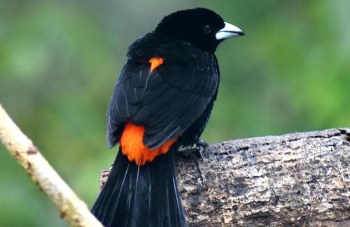 Dagua House | La Finca - Eco Hotel