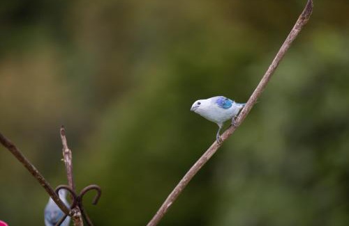 Dagua House | La Finca - Eco Hotel
