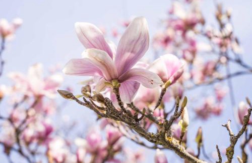 Greve in Chianti Bed & Breakfast | La Magnolia