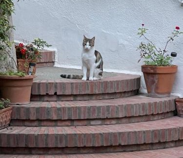 Marina Piccola Bed & Breakfast | La Musa