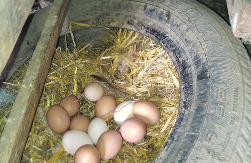 Saint-Vitte-sur-Briance Apartment | La petite ferme de Lucie et Andréa