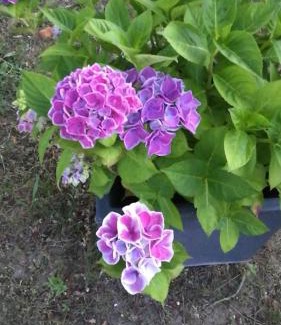 Cavallino-Treporti House | La Quercia