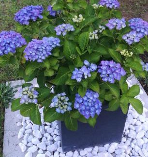 Cavallino-Treporti House | La Quercia