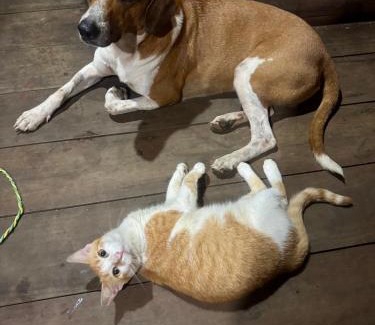 Pacifica House | La Roca House