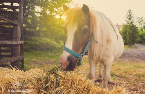 Zafferana Etnea House | La Rocca della Rosa