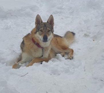 Terminillo Apartment | La tana del lupo Pet Free