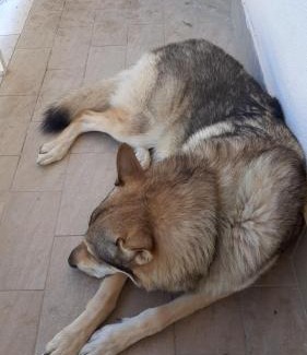 Terminillo Apartment | La tana del lupo Pet Free