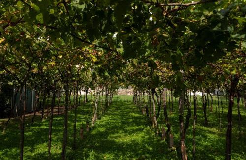 Colombaro Bed & Breakfast | La terrazza sulle vigne B&B