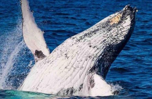 Kingscliff Apartment | Lagoon Pool Access Salt Resort & Spa 1br (Peppers)