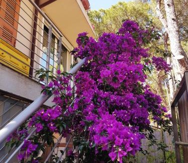 Castiglione della Pescaia Apartment | Lara Elite