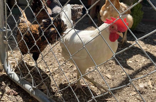 Eden Prairie House | Large Rustic Home in the Woods