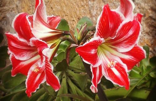 Arico House | Las Vigas