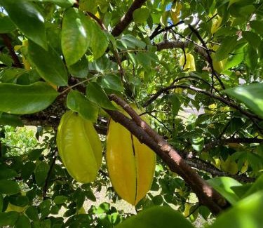 Grand-Bourg House | Le gîte du Rucher de l’île