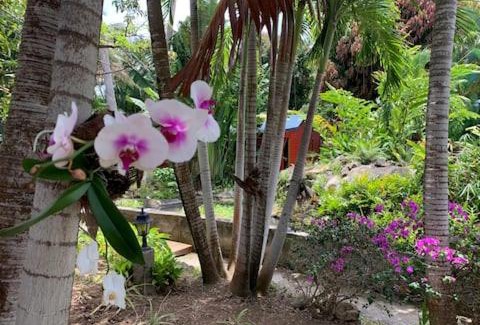 Deshaies House | Le MORNE Aux F0US Cabanes & Jardin Tropical