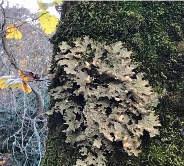 Vizzavone Hotel | Le Vizzavona