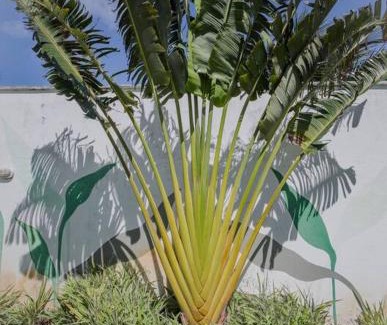 Taiba House | Lemos Surf House Piscina, Lazer e 100m da Praia
