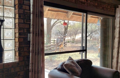 Marloth Park House | Lenny's Den - meet the wildlife!