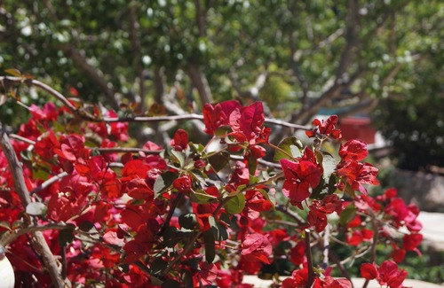 Santa Giulia House | Les Jardins De Santa Giulia - Charmante chambre d'hôte