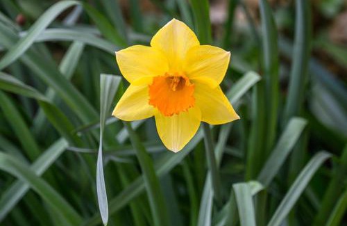 Chef-Boutonne Bed & Breakfast | Les Jonquilles