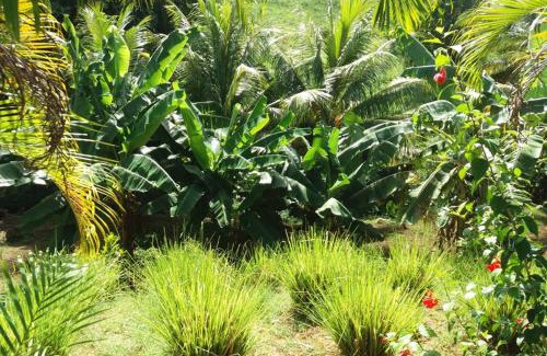 Goyave Apartment | les orchidées