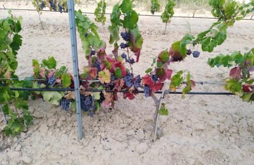 La Pobla de Massaluca House | Los Trulls d´Auligué