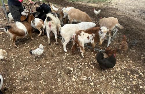 Bandera House | Lucky Star Ranch - Shooting Star