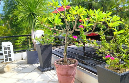 Las Pinas Villa | Luxury Music Garden Villa Near T1 Airport Free Transport