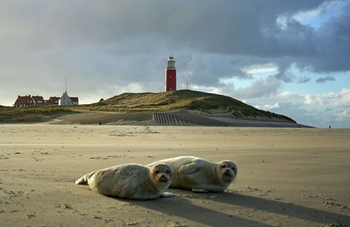 De Koog Villa | Luxury villa near Texel